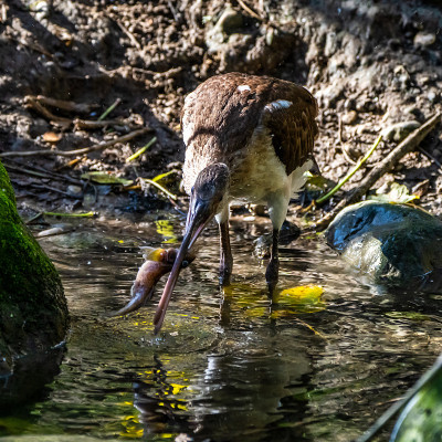 朱鹮、福氏斑鳖吃鱼
