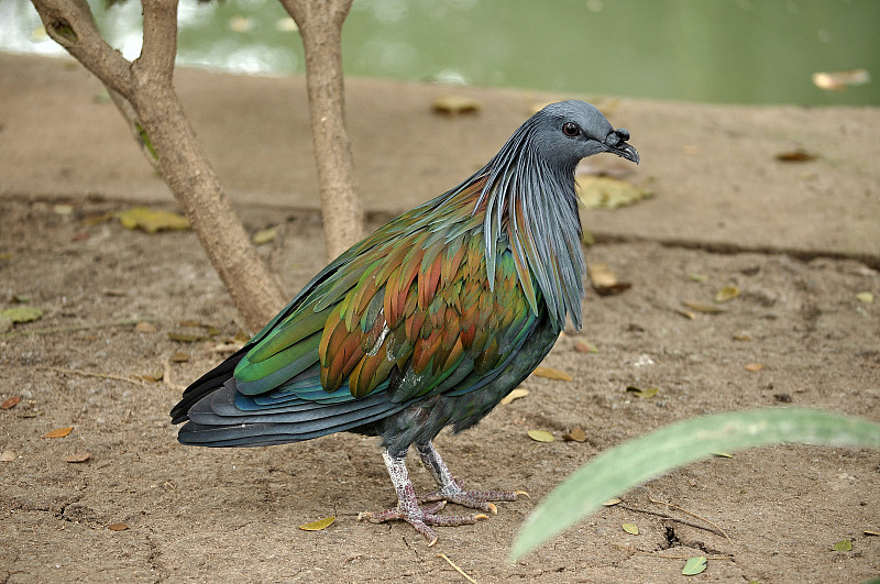 尼科巴鸽子