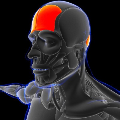 额肌解剖学的医学概念3D