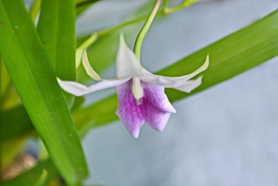 美丽的兰花miltonia
