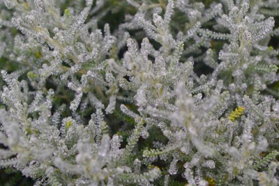 棉花薰衣草