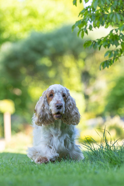 可卡犬的品种在草地上