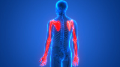 人体骨骼系统骨关节上肢解剖学