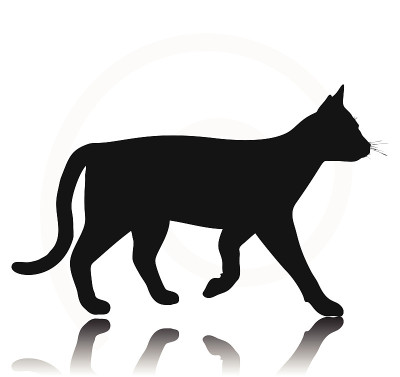 猫的轮廓
