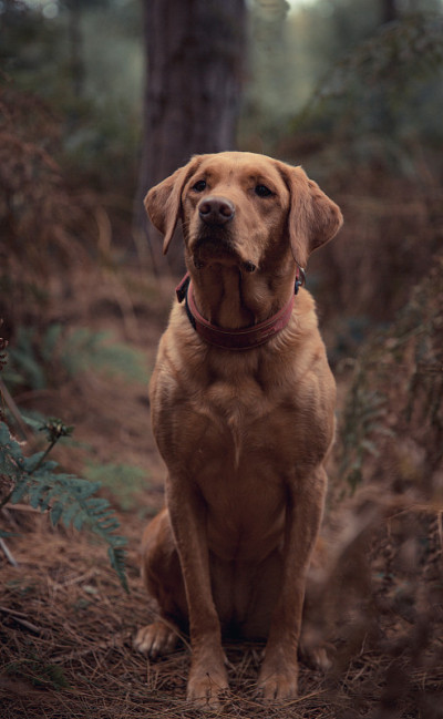 纯种工作拉布拉多猎犬枪狗在户外林地秋季