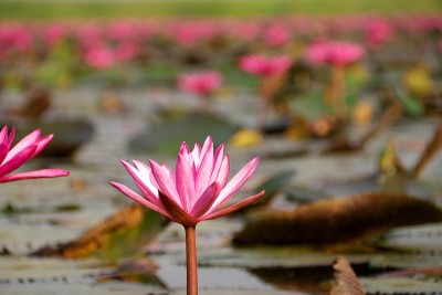 红莲湖上的睡莲特写或Talay Bua Daeng在乌东他尼，泰国