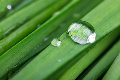 草