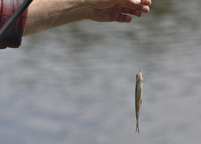 蟑螂(Rutilus Rutilus)