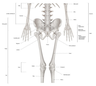 下半身人体骨骼解剖系统前视图- 3D-人体解剖-医学图-教育和人体概念-孤立的白色背景
