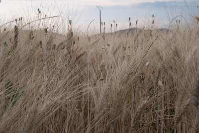 法国普罗旺斯的Campo di grano
