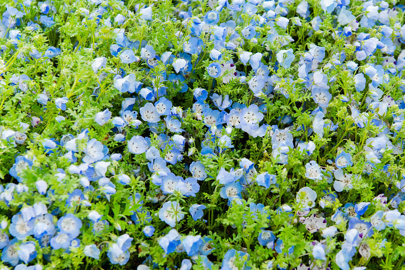 小蓝眼花(Nemophila menziesii)，春天