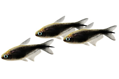 黑帝四鳃热带水族鱼霓虹四鳃