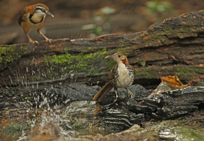 大型Scimitar-babbler