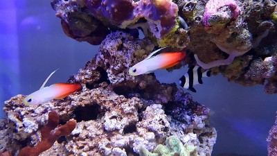 珊瑚礁水族缸中的虾虎鱼