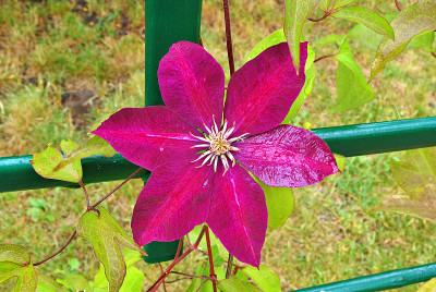 花园里的花