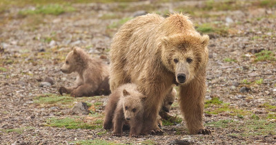 棕熊(Ursus arctos)是在欧亚大陆和北美发现的一种大型熊类