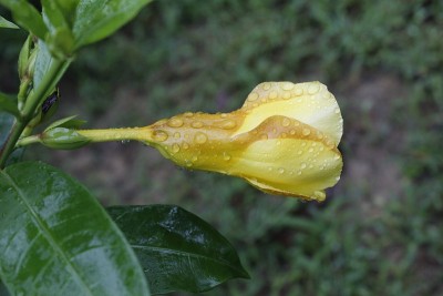 黄色的Allamanda cathartia盛开在花园里，雨点落在上面。常用名称:brown-bud
