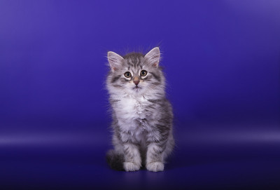 小西伯利亚的小猫