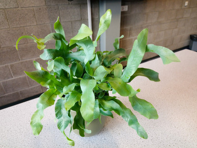 热带蕨类室内植物