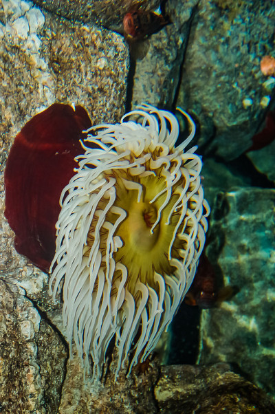 鱼吃海葵