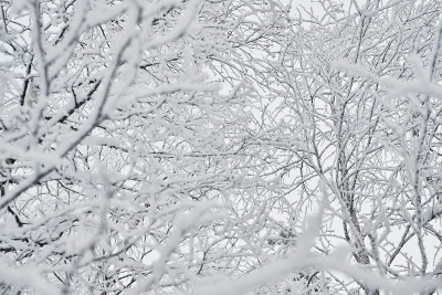 树枝上覆盖着雪