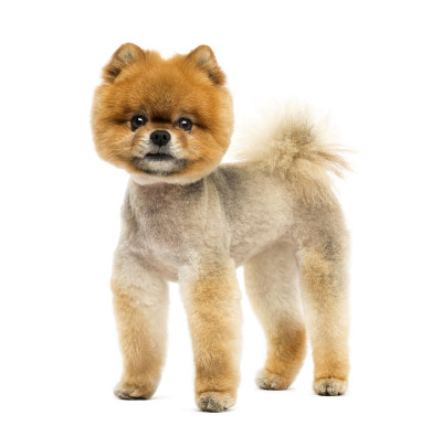 梳过毛的博美犬站在那里看着镜头