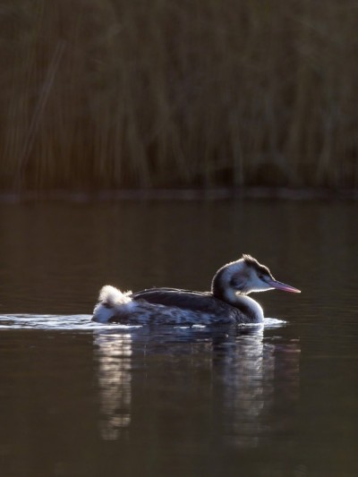 大冠毛鸊鷉(Podiceps cristatus)冬天的羽毛