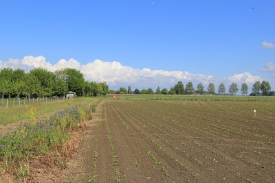 这是荷兰春天的农田景观，有小甜菜和鲜花盛开的田野