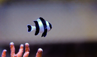 四条纹小热带鱼(Dascyllus melanurus)