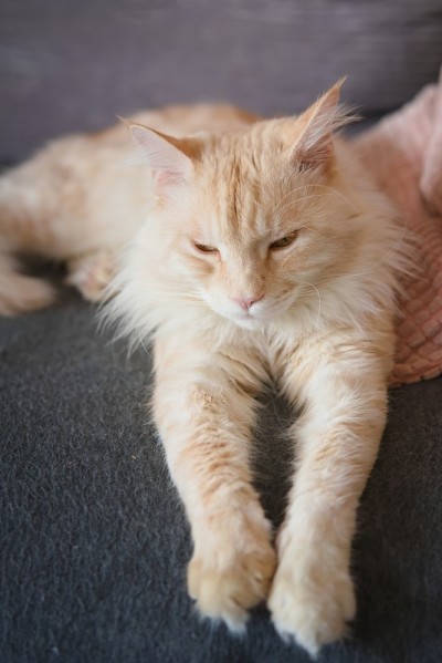 缅因猫躺在家里的沙发上休息