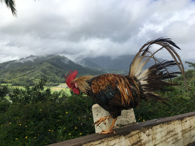 雨中俯瞰哈纳雷山谷的山顶公鸡，夏威夷考艾岛。