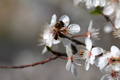 授粉