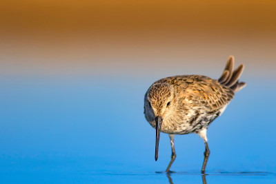 水鸟和五彩缤纷的大自然背景。常见的水鸟:鹬。Calidris ferruginea。