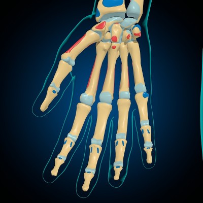 用于医学概念3D的肌肉起源和插入解剖骨骼