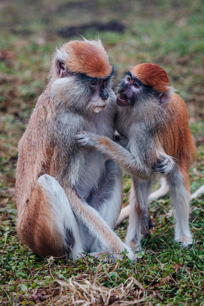 帕塔斯猴也被称为骠骑兵猴（Erythrocebus patas）