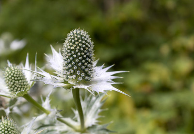 国家Eryngium