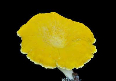 蘑菇鸡油菌