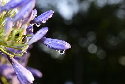 Agapanthus，一种南非蓝百合花