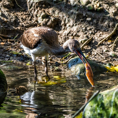 朱鹮、福氏斑鳖吃鱼