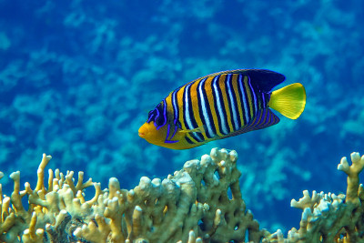皇家或帝王天使鱼(Pygoplites diacanthus) -红海