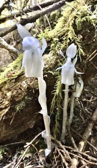 难以捉摸的幽灵植物/独花植物/尸体植物/印度烟斗