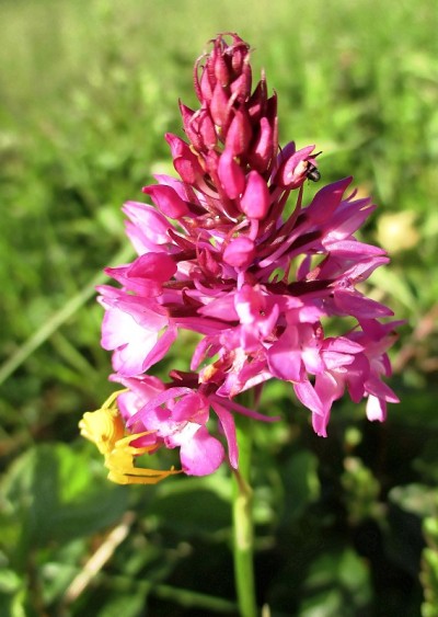 兰花，粉红色花，黄色花