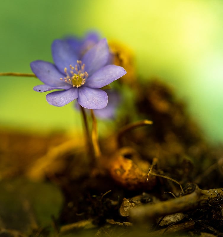 银肝蕨(hepatemone hepatolia)，一种常见的肝蕨，苔类，银肝蕨，毛茛科毛茛科的一种