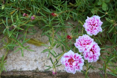 小豕草的花