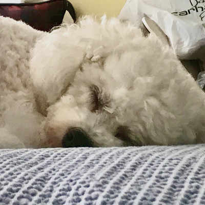 懒鬼