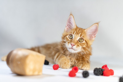 红色缅因猫。可爱，最大和美丽的猫品种。白色背景