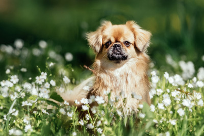 户外的西藏猎犬