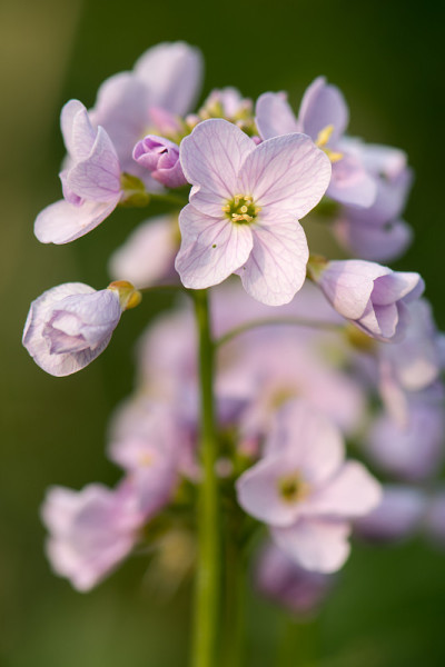 杜鹃花或女罩衫(草甸碎米)花穗