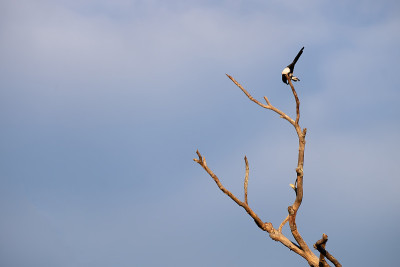 一只黑嘴喜鹊栖息在一棵干燥的树枝上，照顾着它的羽毛