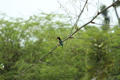 白喉翠鸟(Halcyon smyrnensis)也被称为坐在树上的白胸翠鸟